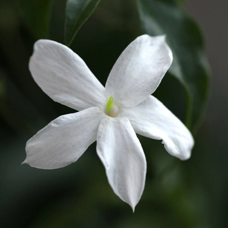 Jasmine Absolute Essential Oil 2.5ml