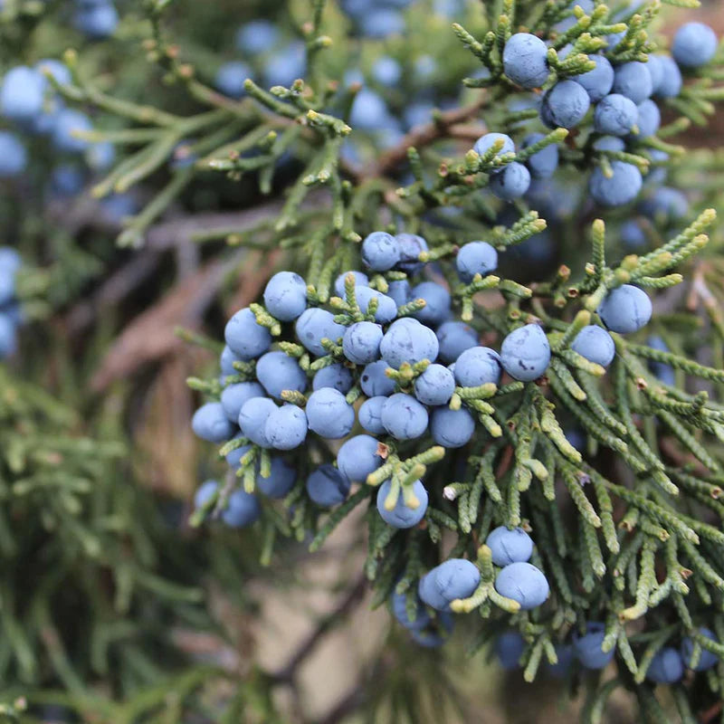 Juniper Berry Pure Essential Oil 10ml Secondary image