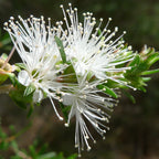 Kunzea Pure Essential Oil 5ml