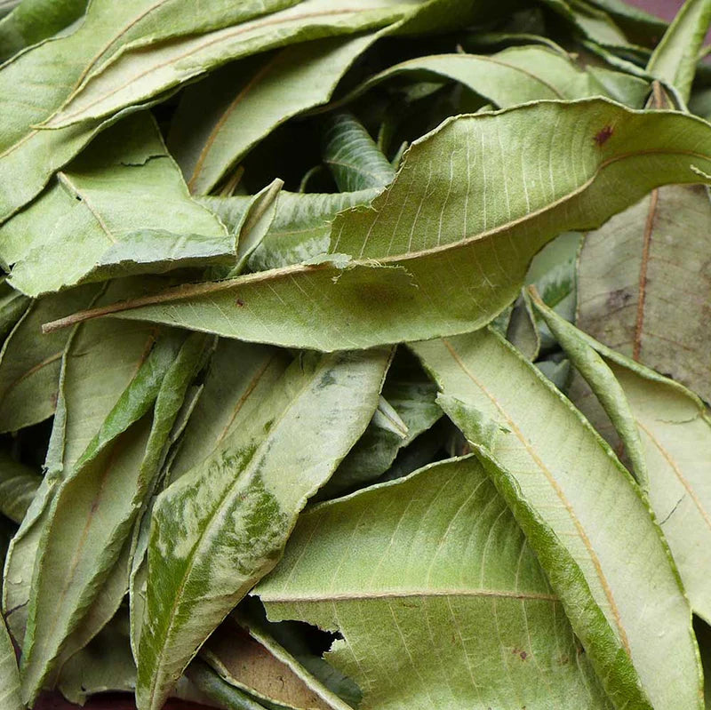 Lemon Myrtle Pure Essential Oil 10ml Secondary image