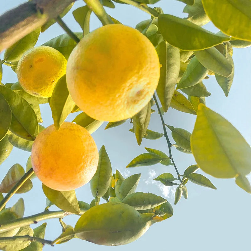 Lemon Pure Essential Oil 10ml