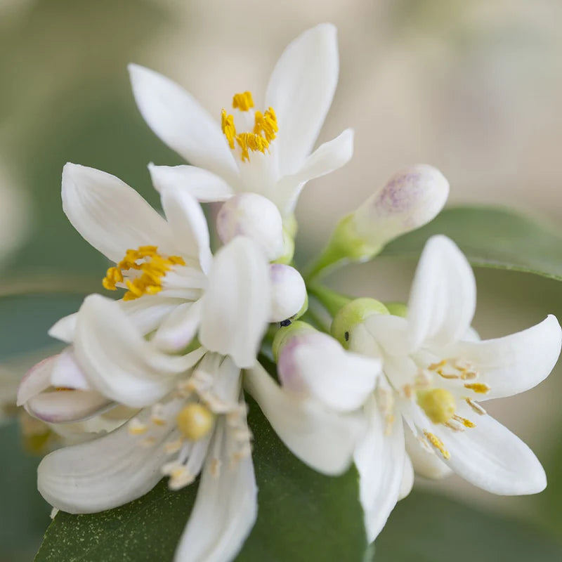 Neroli Pure Essential Oil 2.5ml