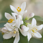 Neroli Pure Essential Oil 2.5ml