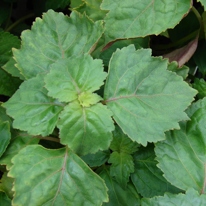 Patchouli Pure Essential Oil 10ml Secondary image