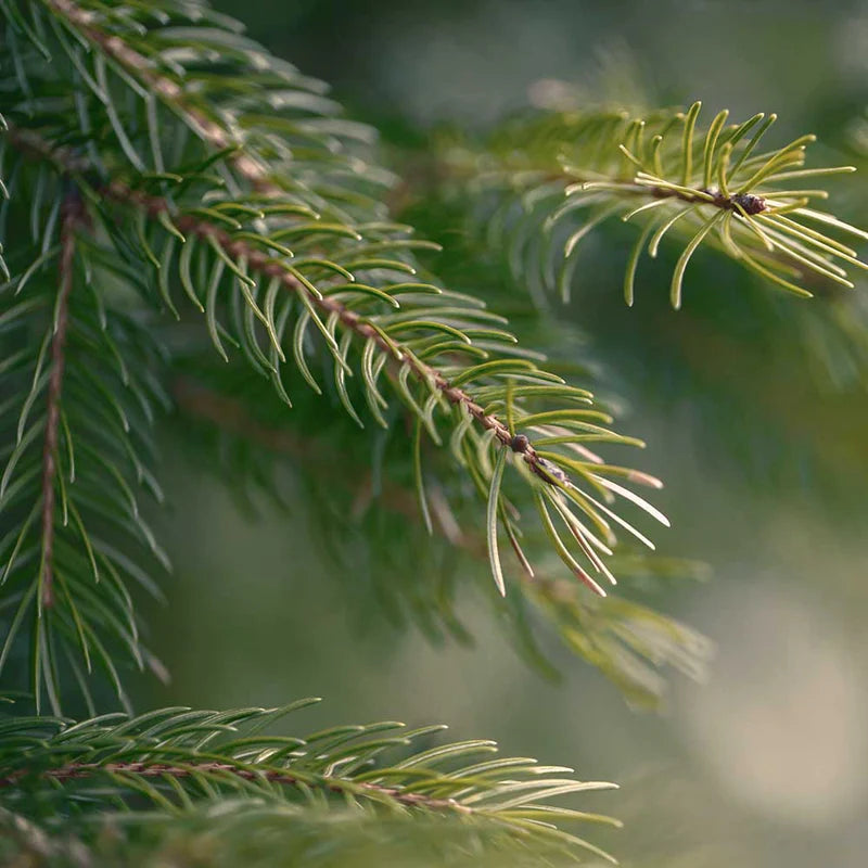 Pine Pure Essential Oil 10ml Secondary image