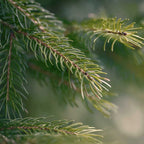Pine Pure Essential Oil 10ml