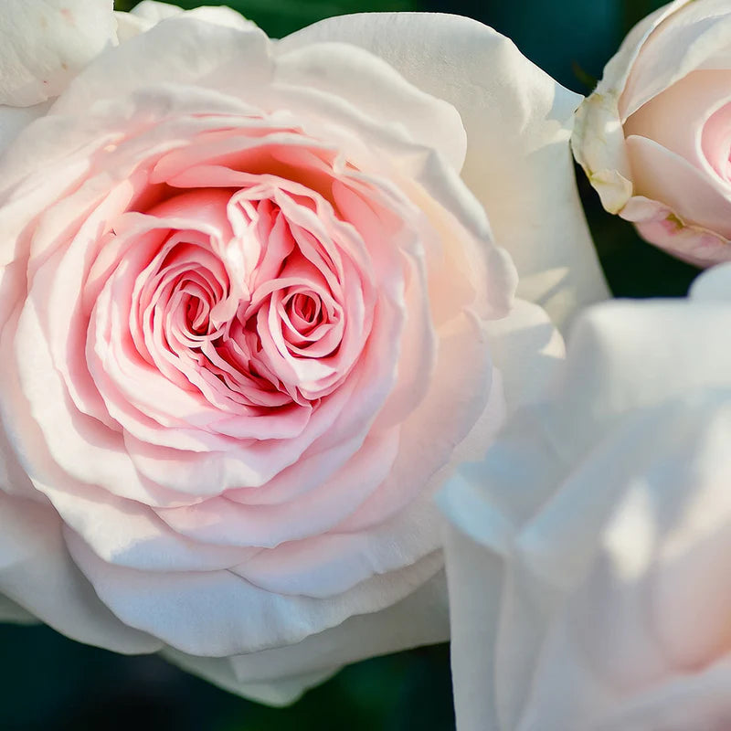 Rose Absolute Pure Essential Oil 10ml Secondary image