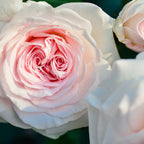 Rose Absolute Pure Essential Oil 10ml