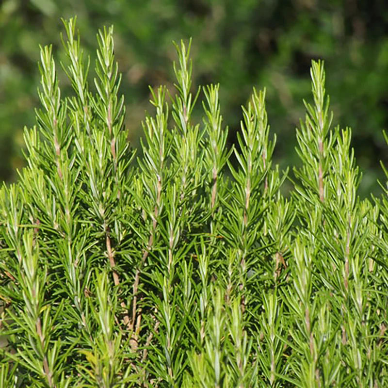 Rosemary Oil 10ml Secondary image