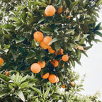 Orange, Sweet Pure Essential Oil 10ml