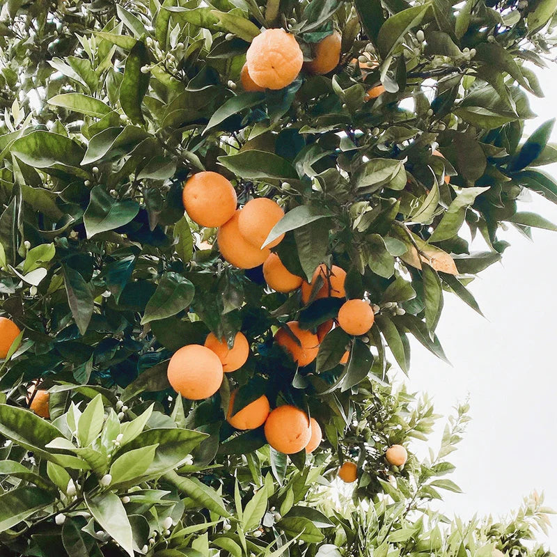 Orange, Sweet Pure Essential Oil 10ml