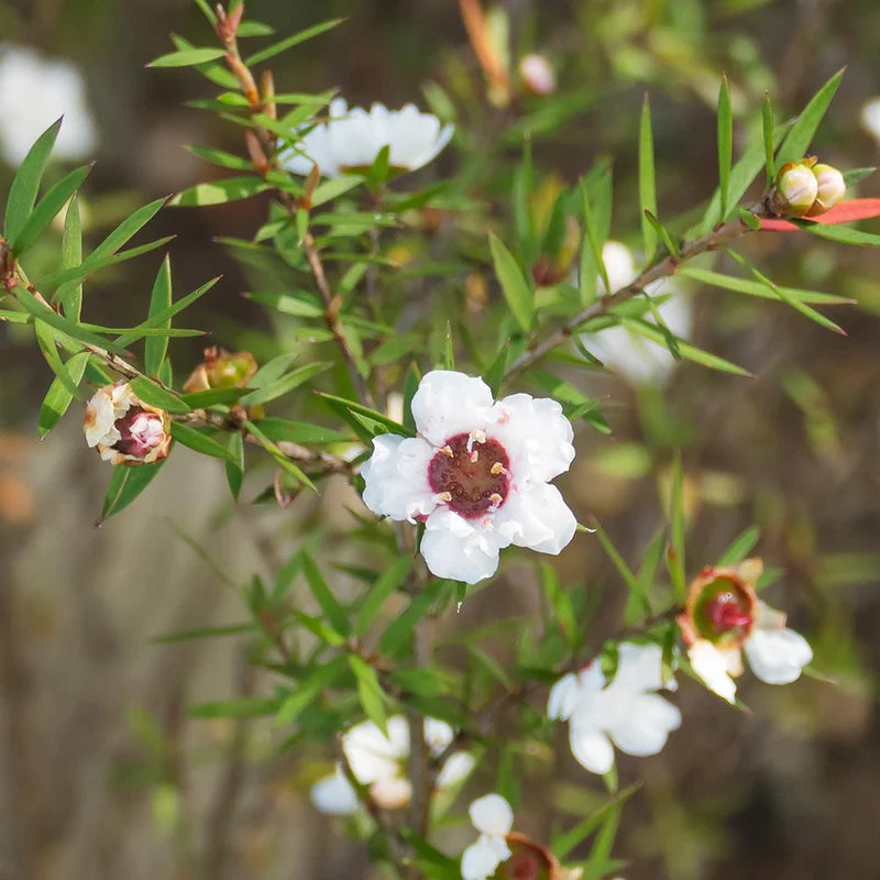 Tea Tree Essential Oil 10ml Secondary image