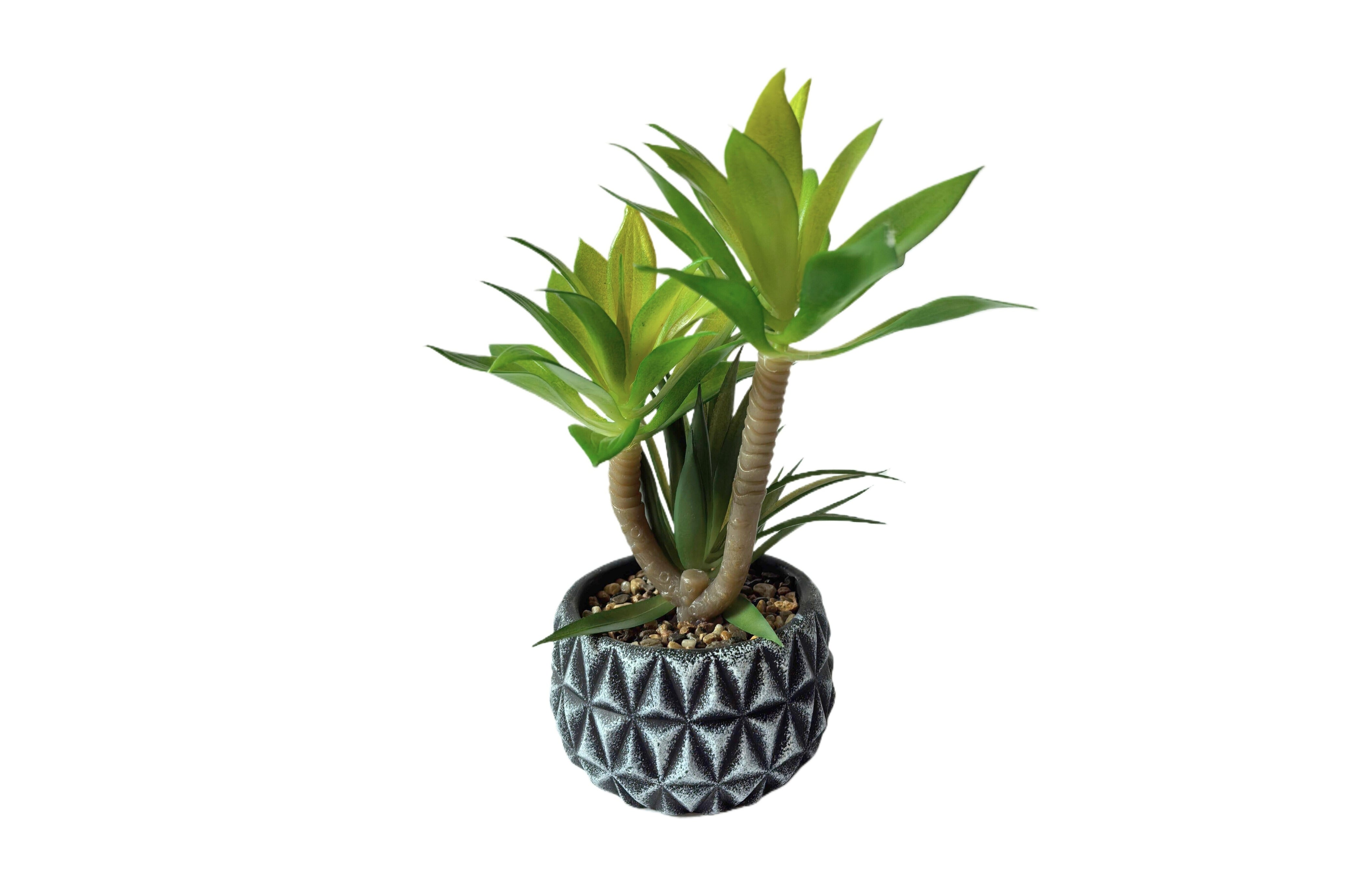 Diamond Pattern Pot Succulent Plant Main image