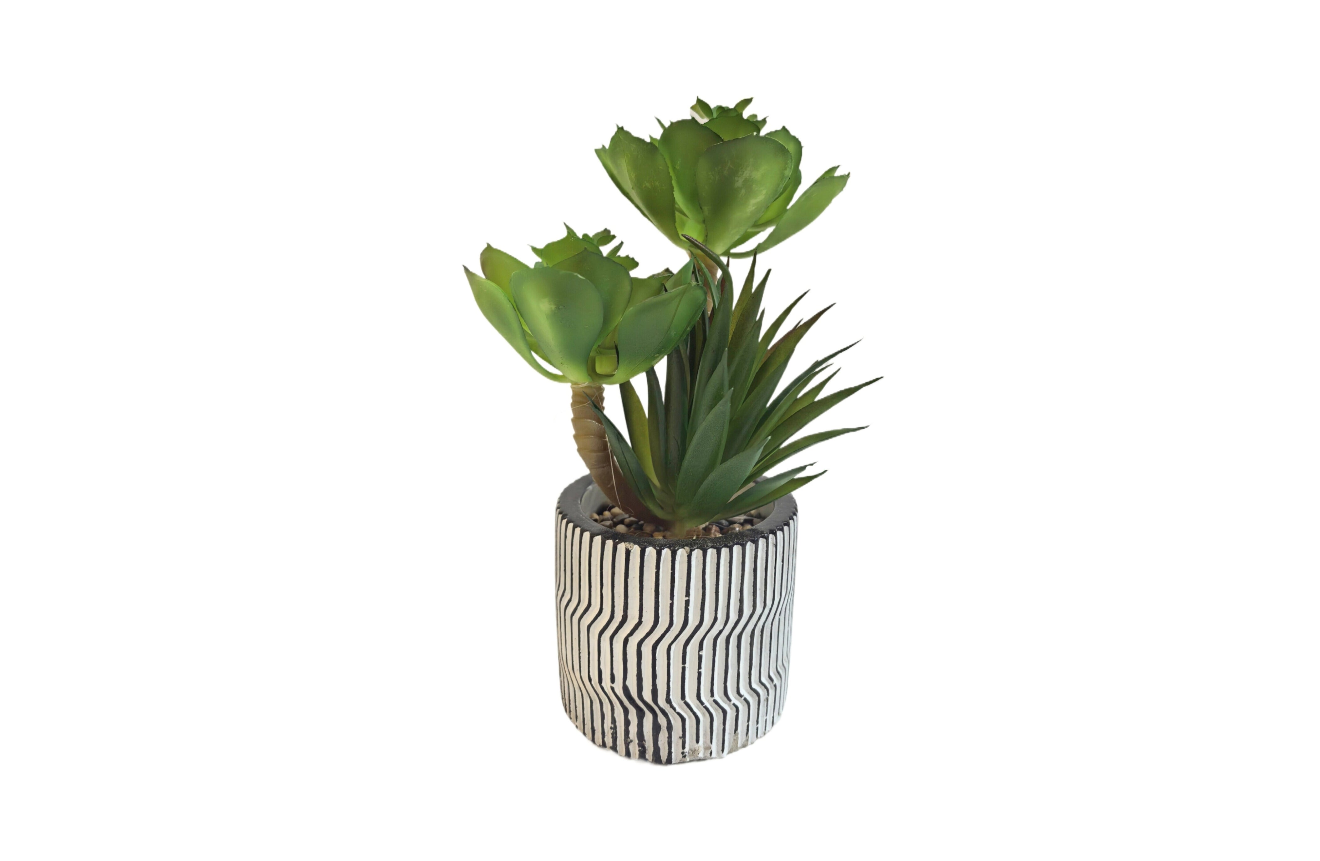 Modern Pot Succulent Plant Main image