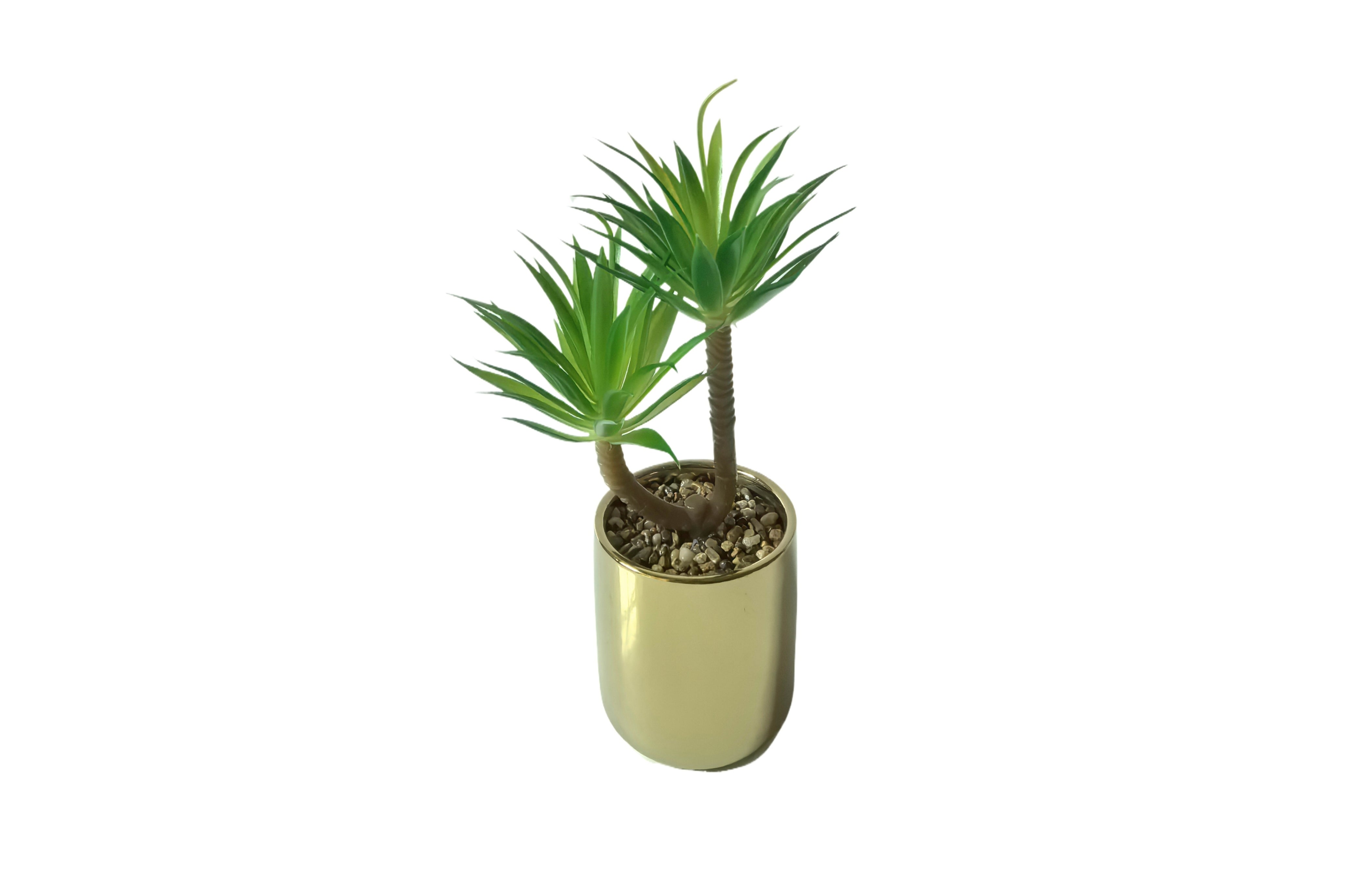 Tiff Pot Succulent Plant Main image