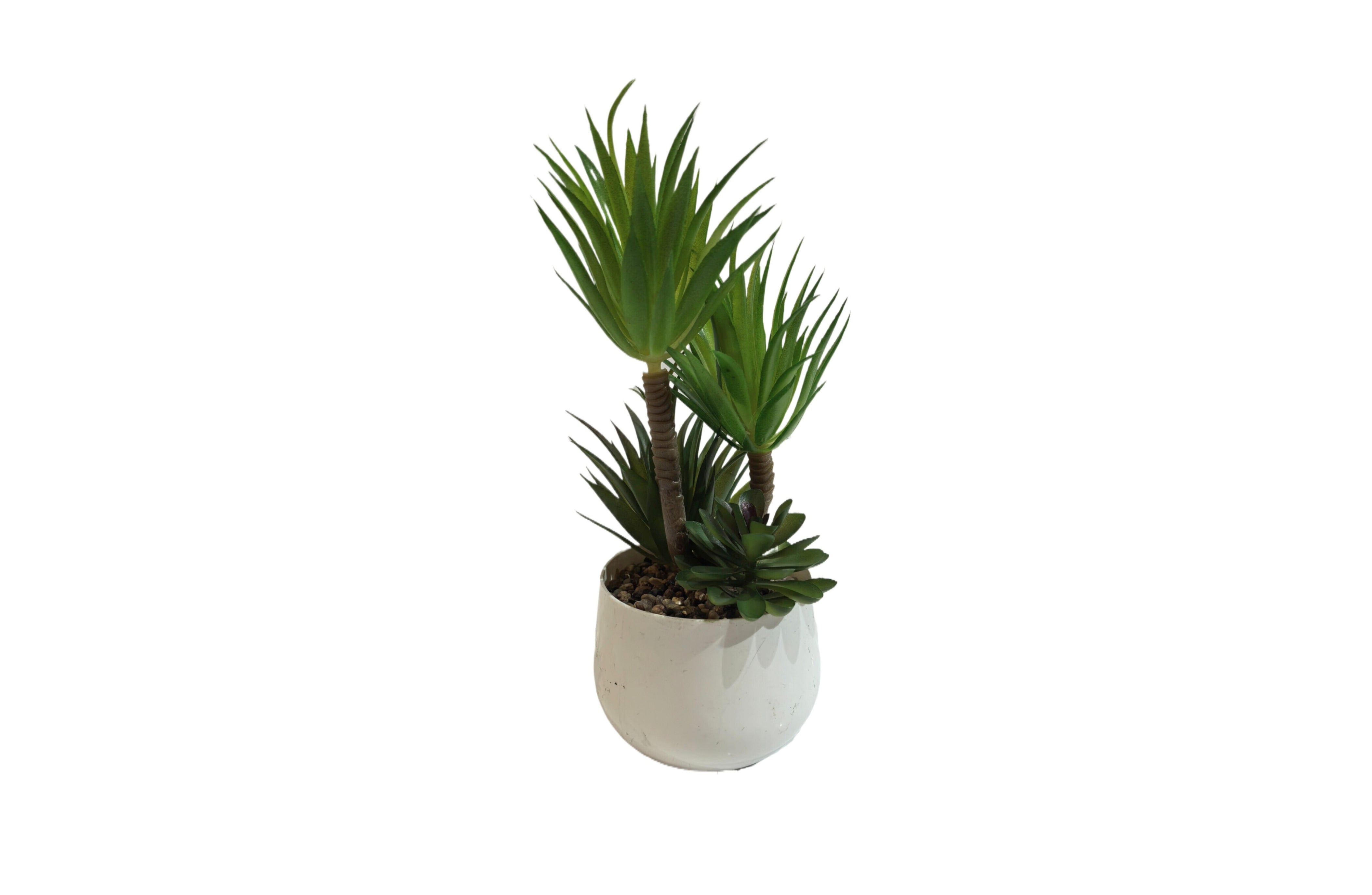 White Pot Succulent Plant 23cm Main image