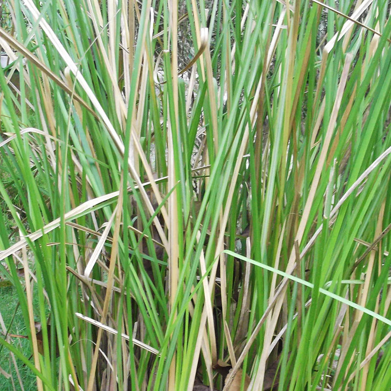 Vetiver Pure Essential Oil 10ml Secondary image