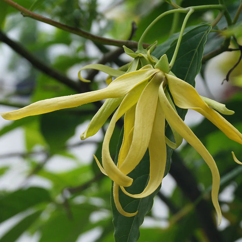 Ylang Ylang Complete Pure Essential Oil 10ml