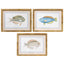 Framed Print Asstd Fish Species