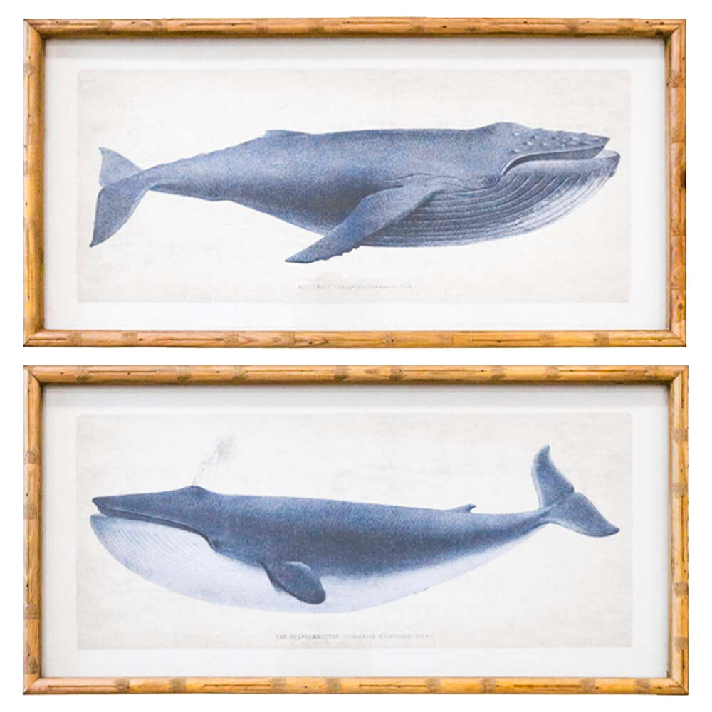 Framed Print Asstd Whales Main image
