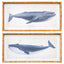 Framed Print Asstd Whales