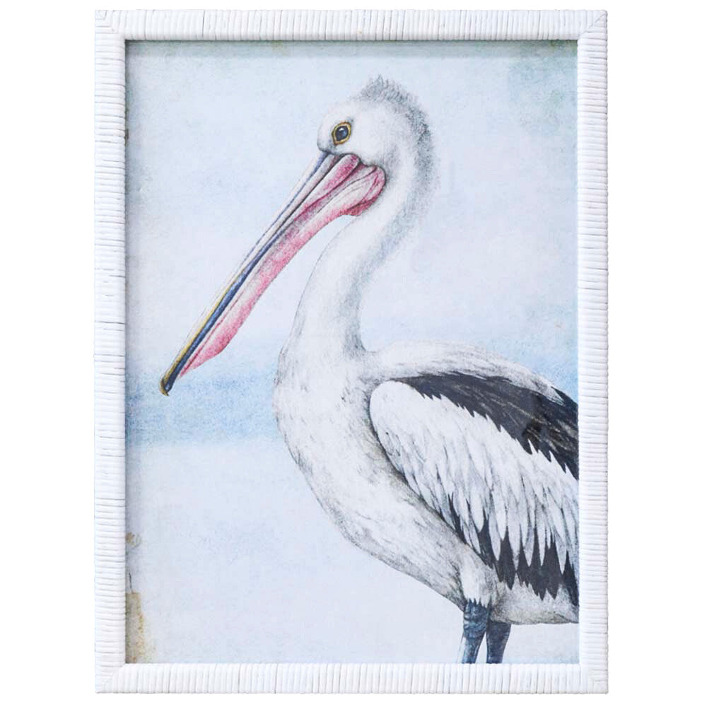 Framed Print Pelican
