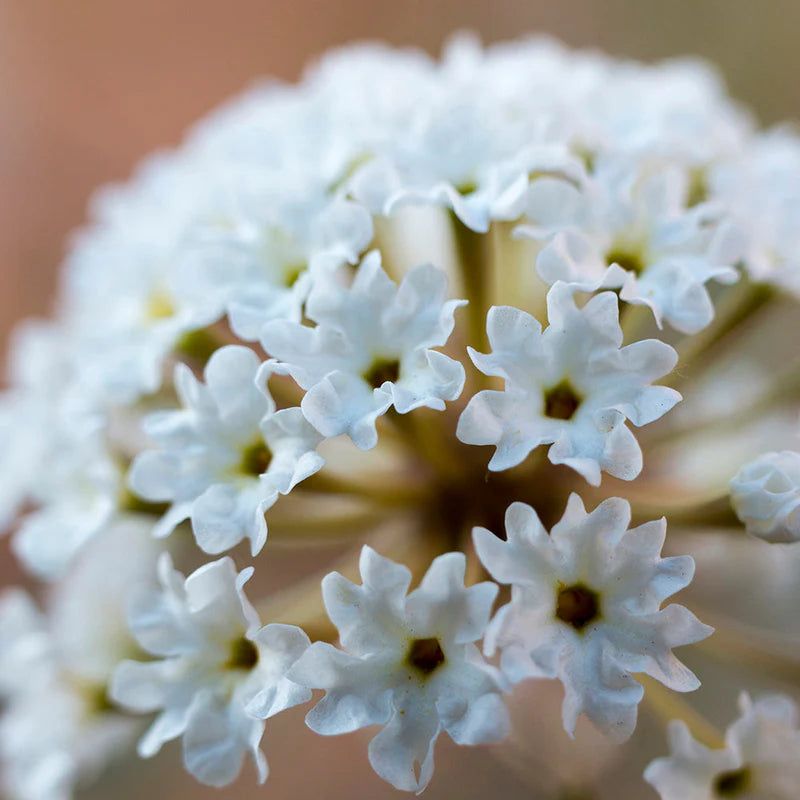 Fragonia Pure Essential Oil 10ml