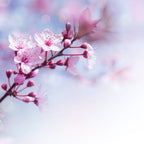 Sakura Incense