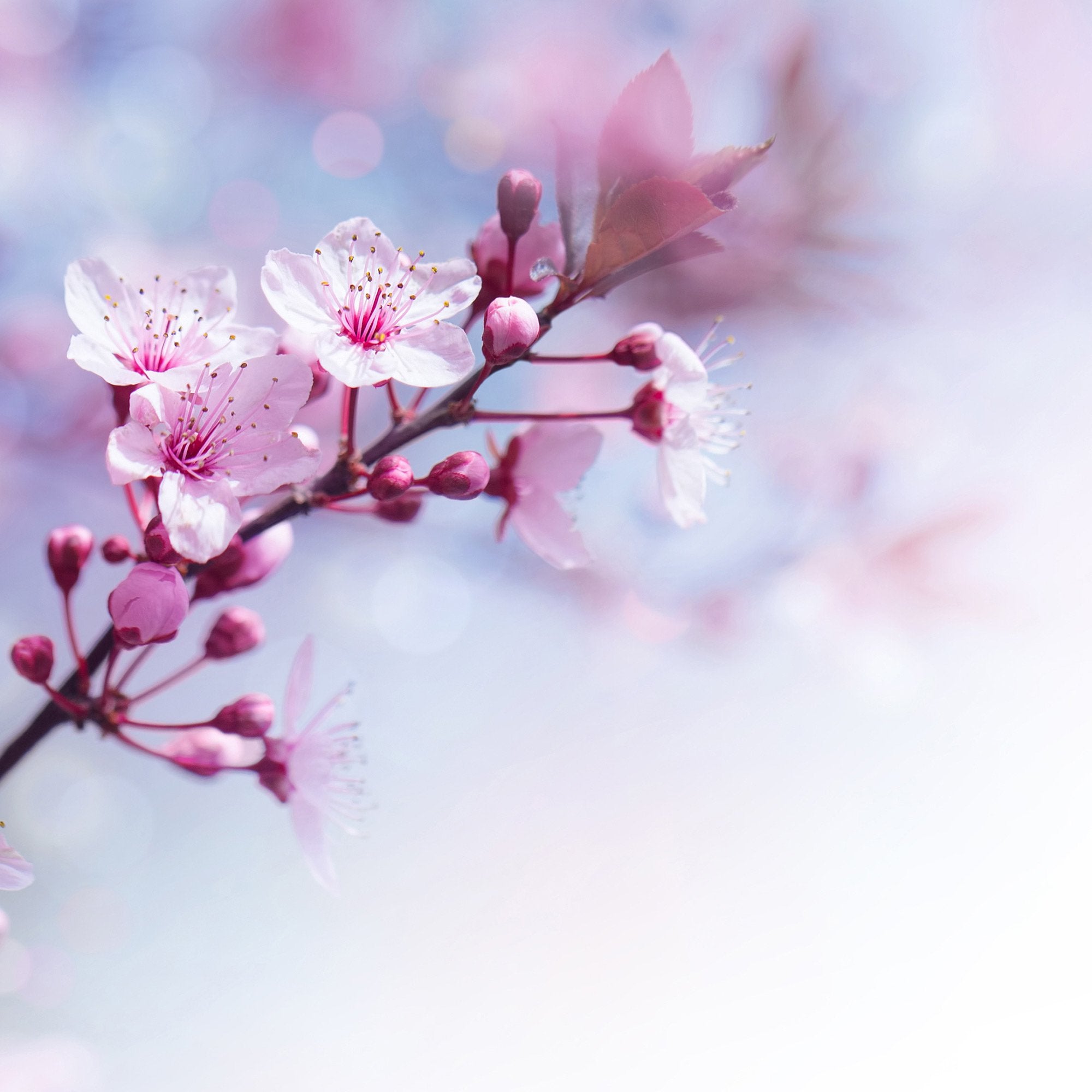 Sakura Incense