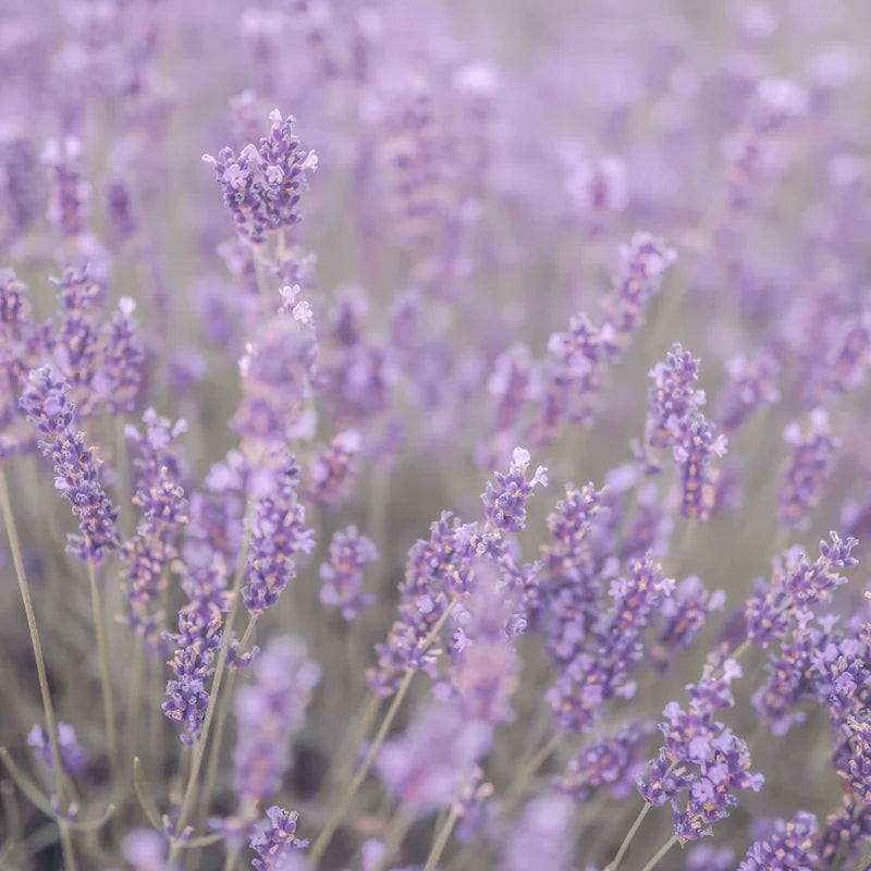 Lavender pure essential Oil 25ml