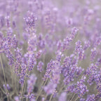Lavender Pure Essential Oil 10ml