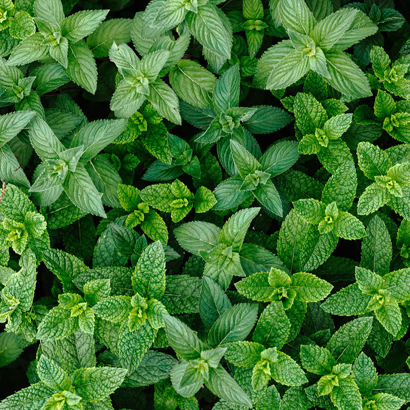 Peppermint Pure Essential Oil 10ml Secondary image