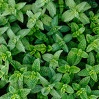 Peppermint Pure Essential Oil 10ml